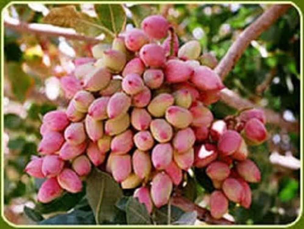 حضور کارشناس در باغ‌ها برای کنترل آفات و صادرات موفق پسته سرنوشت‌ساز است | اخبار کرمان و شهرستان ها