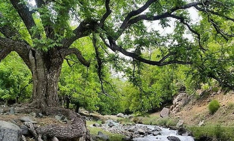 طبیعت بافت در انتظار گردشگران؛ اقامتگاه‌ها در تعطیلات پر شدند