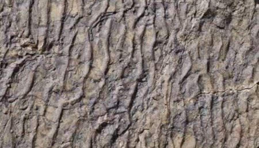 ردپای جدیدی از دایناسورها در زرند کشف شد | اخبار استان کرمان