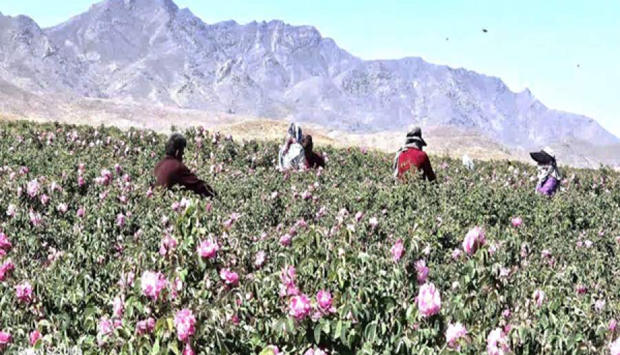 پیش‌بینی برداشت ۵۰۰۰ تن گل از گلستان‌های بردسیر | اخبار استان کرمان