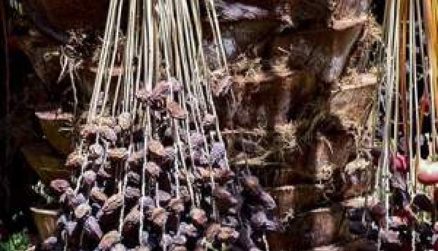 خسارت سنگین خاموشی‌های برق به نخل‌داران ریگانی | اخبار استان کرمان