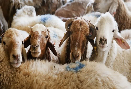 توصیه های رئیس دامپزشکی سیرجان در آستانه فرا رسیدن عید قربان | اخبار سیرجان
