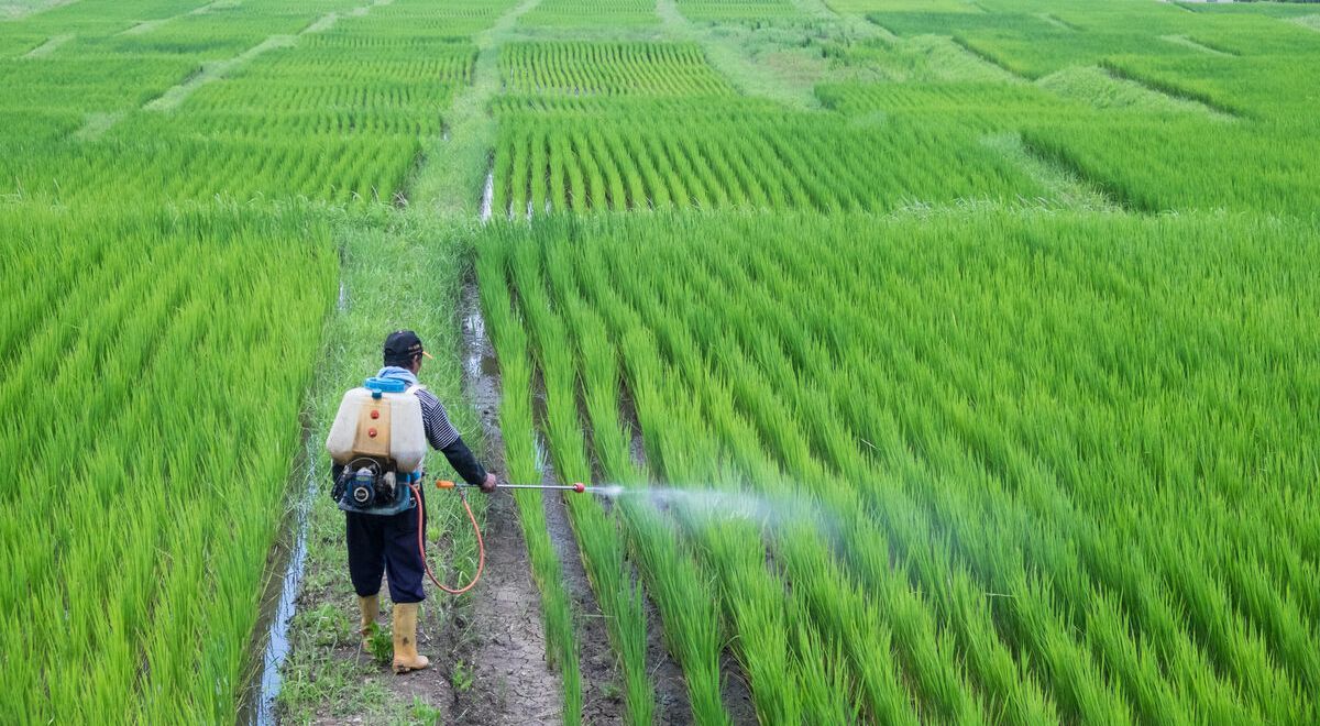 جهاد کشاورزی کرمان: گرما باعث طغیان آفات می‌شود؛ کشاورزان برای مبارزه به ایستگاه‌های پیش‌آگاهی مراجعه کنند