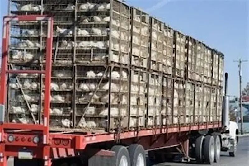 ممنوعیت خروج مرغ از کرمان برای جبران کمبود/ بانک‌ها موظف به حمایت از واحدهای تولیدی شدند