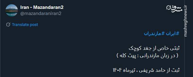 ژست خاص جغد کوچک+ عکس