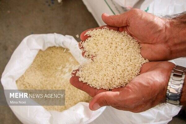 کاهش قیمت برنج با تغییر رویکرد وزارت جهاد کشاورزی