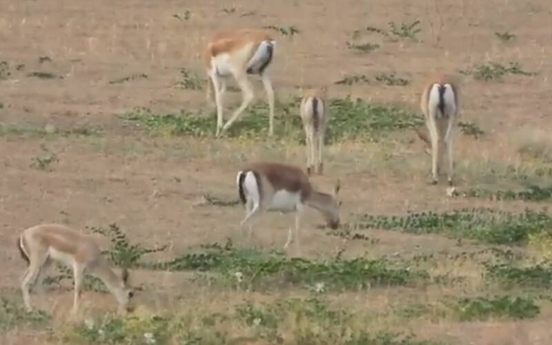 فیلم/ نمایی از آهوان در طبیعت دشت مغان