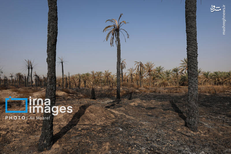 عکس/ از نخل تا خاکستر