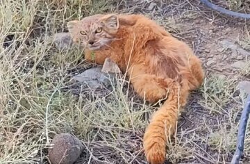 گربه پالاس در جیرفت مشاهده شد؛ تأکید بر لزوم حفاظت از منطقه بحرآسمان، زیستگاه پنج گونه گربه‌سان کشور