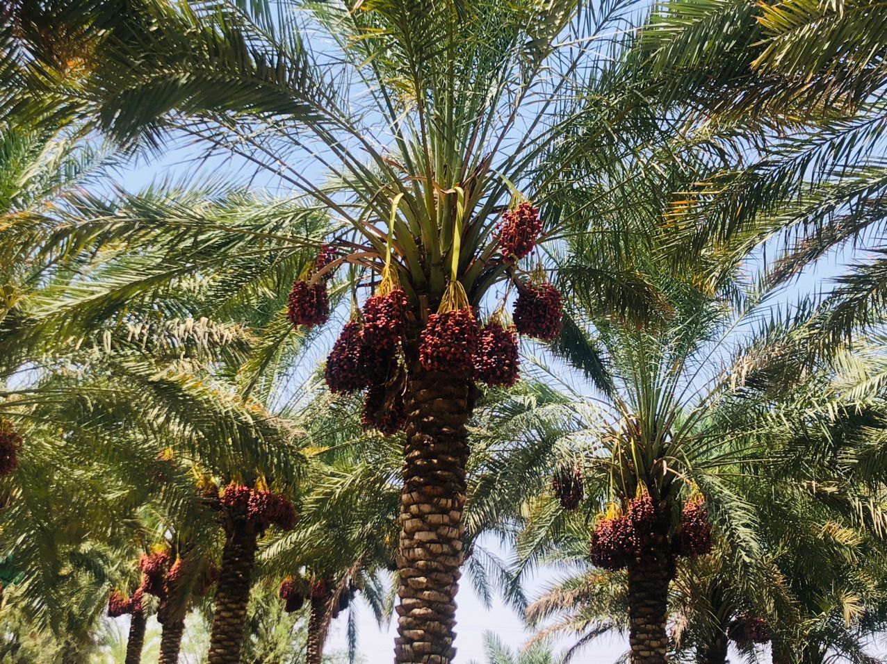 اجرای طرح جامع پیشگیری از سرقت محصولات کشاورزی در بم/ امنیت اقتصادی کشاورزان در اولویت