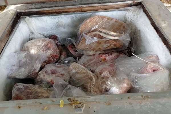 عملیات مشترک محیط‌بانان کرمان و هرمزگان؛ کشف گوشت حیوانات وحشی و اسلحه غیرمجاز | خبر کرمان