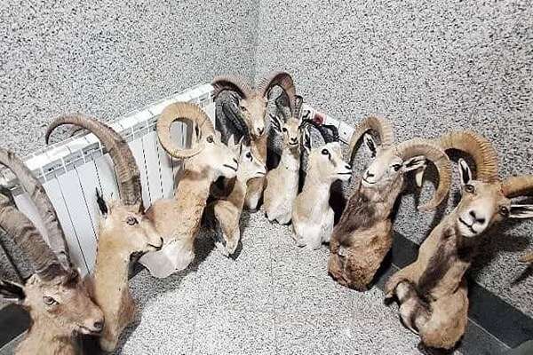 انهدام کارگاه بزرگ تاکسی درمی و باند خرید و فروش حیات وحش در کرمان/ کشف تاکسی درمی ۹ سر حیوان وحشی