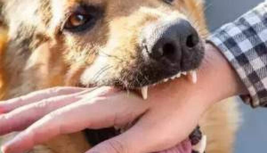 هاری بیماری خطرناک بین انسان و حیوانات | اخبار استان کرمان