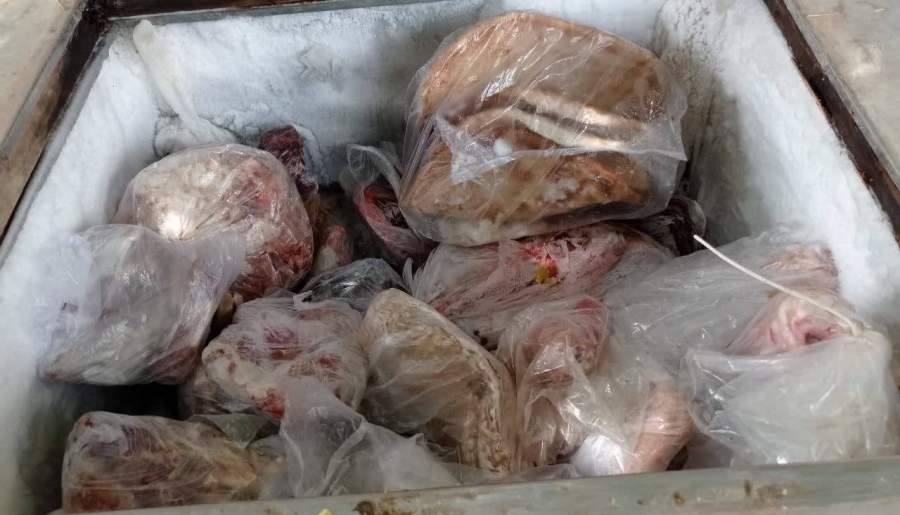 کشف لاشه حیوانات وحشی در شهر «زیارتعلی» | اخبار استان کرمان