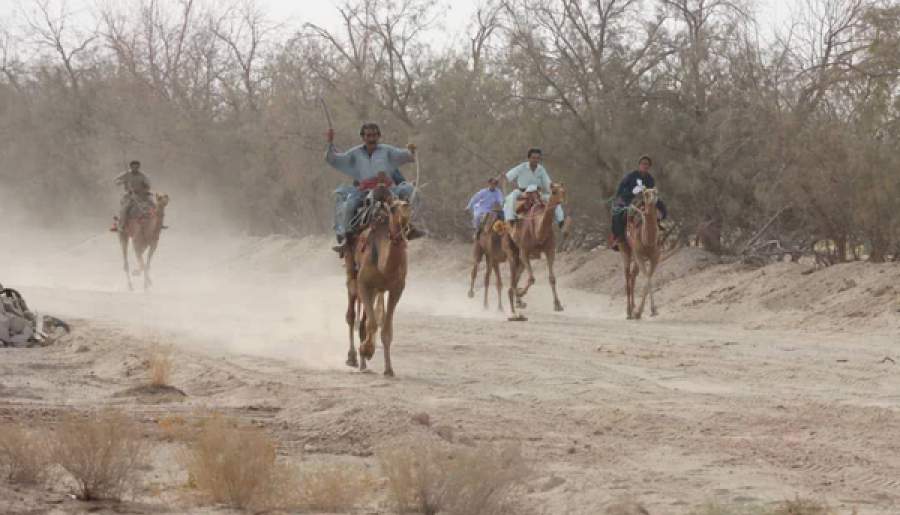 درخشش کرمانی‌ها در مسابقات کشوری شترسواری | اخبار استان کرمان