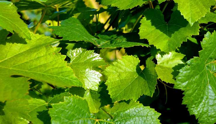 خواص شگفت‌انگیز برگ انگور؛ از کنترل دیابت و سلامت قلب تا جوانی پوست