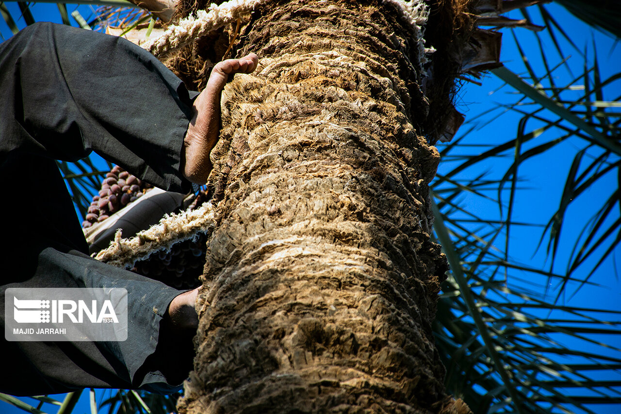 هرس تابستانه، دعوتنامه‌ای مرگبار برای سوسک سرخرطومی؛ جهاد کشاورزی: تا پایان مهرماه به نخل‌ها دست نزنید