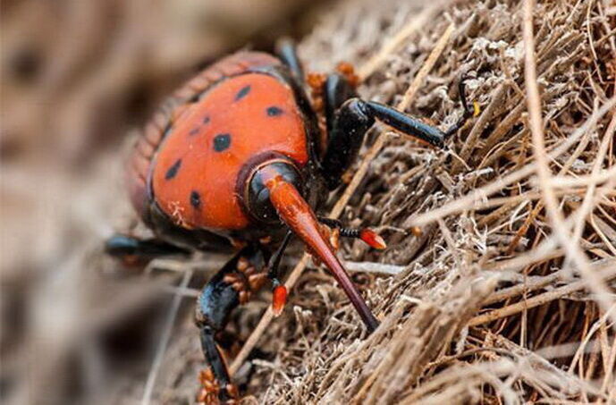 آفت «سرخرطومی حنایی» در کمین نخیلات؛ سرنوشت اقتصاد خرما در سطل‌های قرمز