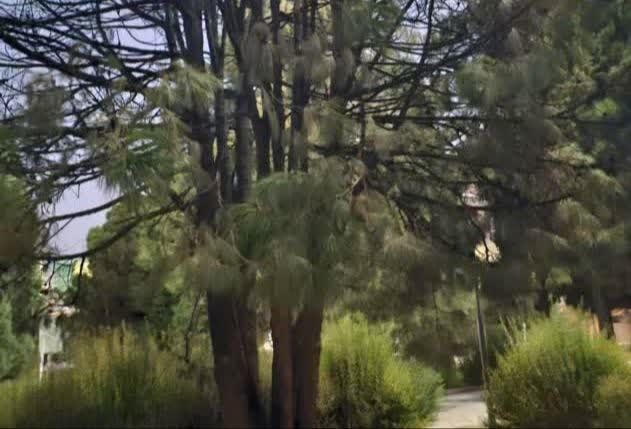 آتش‌سوزی در میدان کوثر کرمان؛ مدیرعامل آتش‌نشانی: حریق محدود به یک درخت بود/ علت حادثه در دست بررسی است