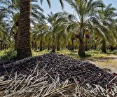 احتمال افزایش بروز بیماری اسیدوز در فصل برداشت خرما | خبر کرمان