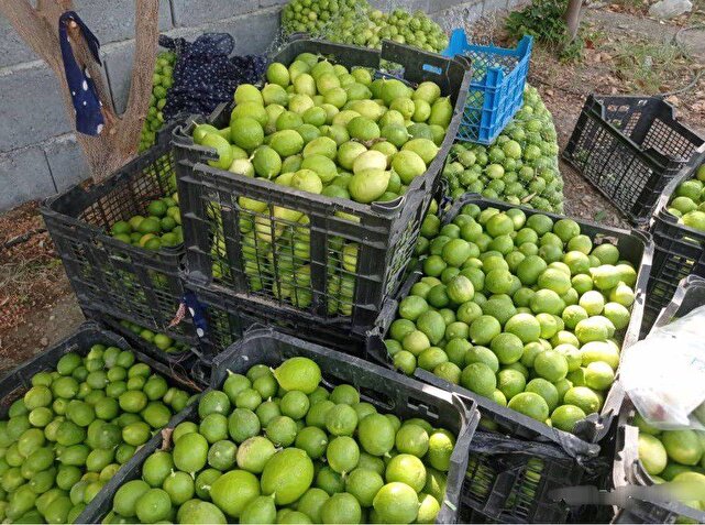 برداشت بیش از ۲۲ هزار تن لیموترش در جنوب کرمان | خبر کرمان