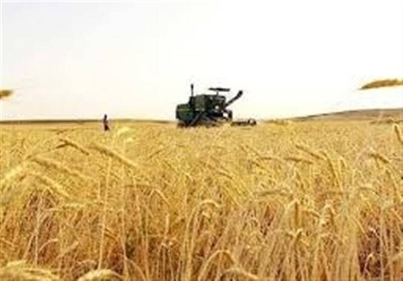 خرید تضمینی گندم از ۷ میلیون و ۱۰۰ هزار تن گذشت