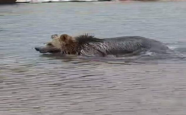 فیلم/ آب تنی خرس در دریاچه قله سبلان