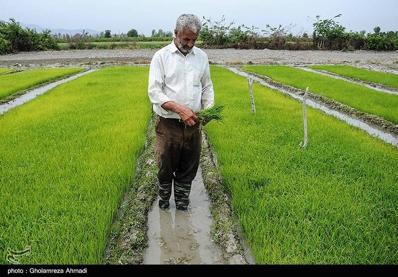 جیب پرپول دلالان با برنج ۳۰۰ هزار تومانی/ باز هم برنجکاران شمالی قربانی ‌شدند!