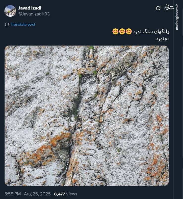 تصویری تماشایی از پلنگ‌های سنگ‌نورد!