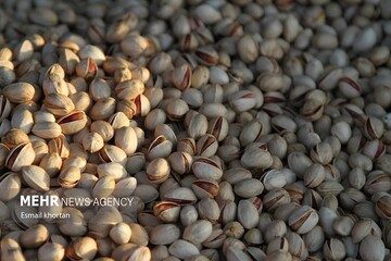 طلای سبز کرمان در گرداب قطع آب و برق | خبر کرمان