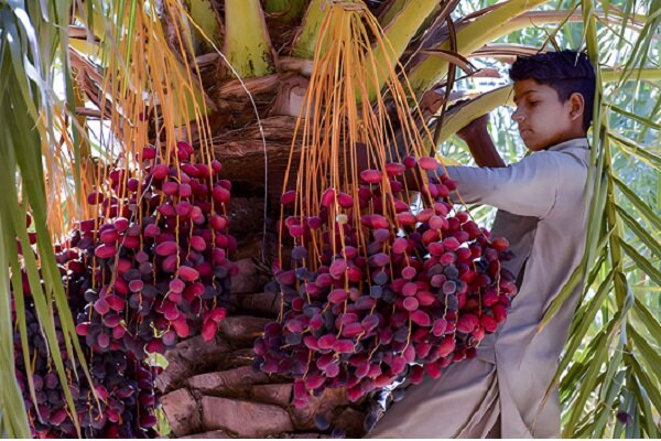 کام تلخ نخل‌داران در قطب خرمای ایران: جدال با آفت، بی‌آبی و صادرات فله‌ای در غیاب برند ملی