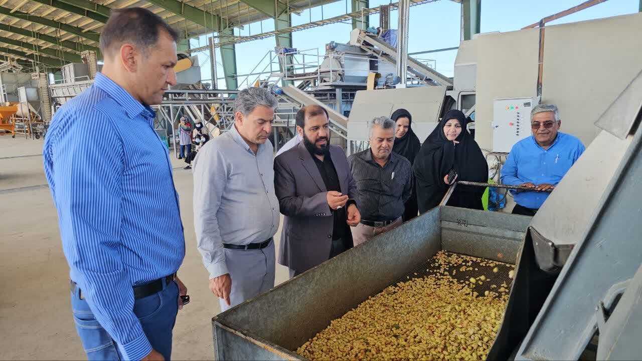 برداشت پسته کال در زرند کلید خورد؛ پیش‌بینی صادرات ۳ هزار میلیارد ریالی و اشتغال‌زایی برای ۳۰ هزار نفر