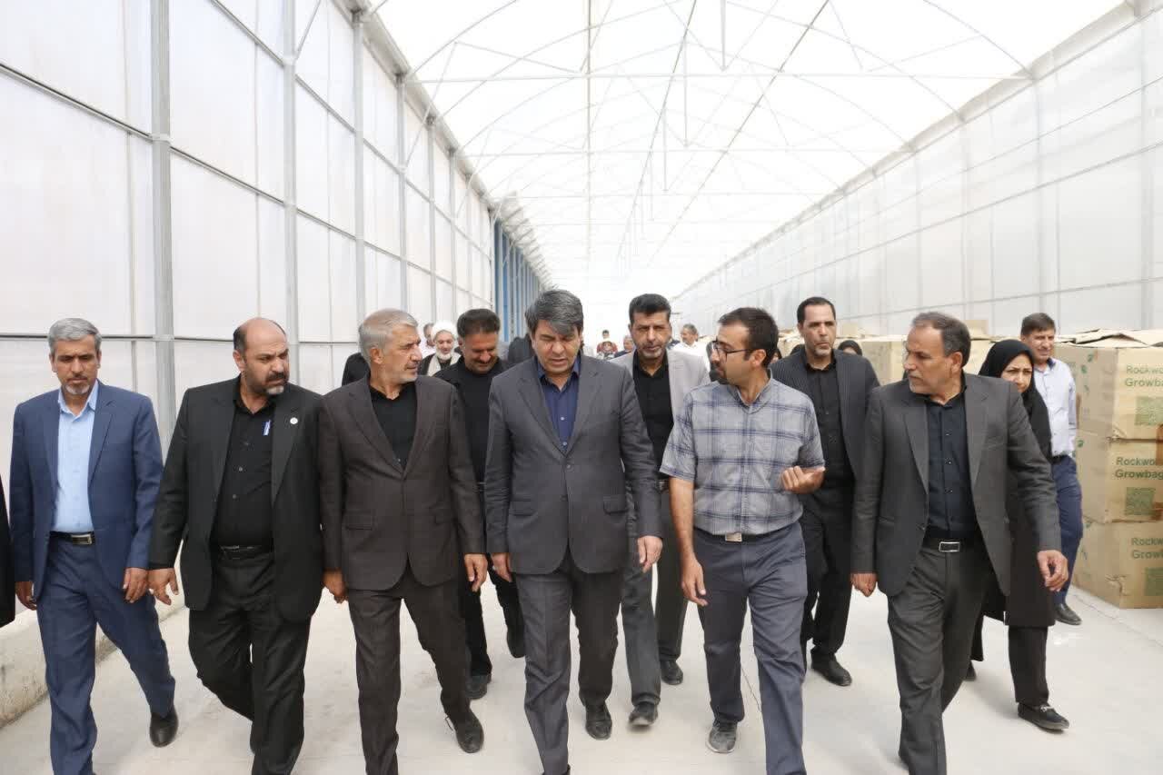 سرمایه‌گذاری ۳۰۰ میلیارد تومانی در رفسنجان؛ تولید گوجه صادراتی با هدف نجات از کم‌آبی