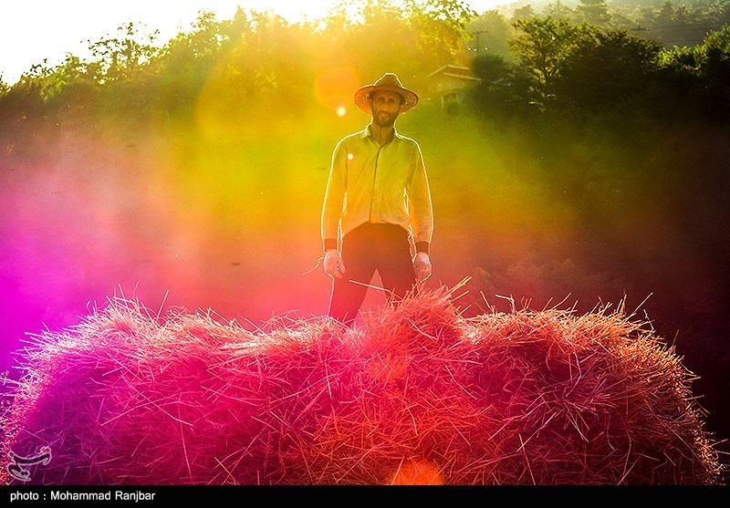 روایت طلایی از رنج تا جشن خرمن در شمال ایران/ عطر خوش برنج مازندران بلند شد