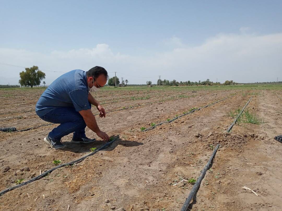 کرمانی‌ها خالق دمنوش جنسینگ هندی