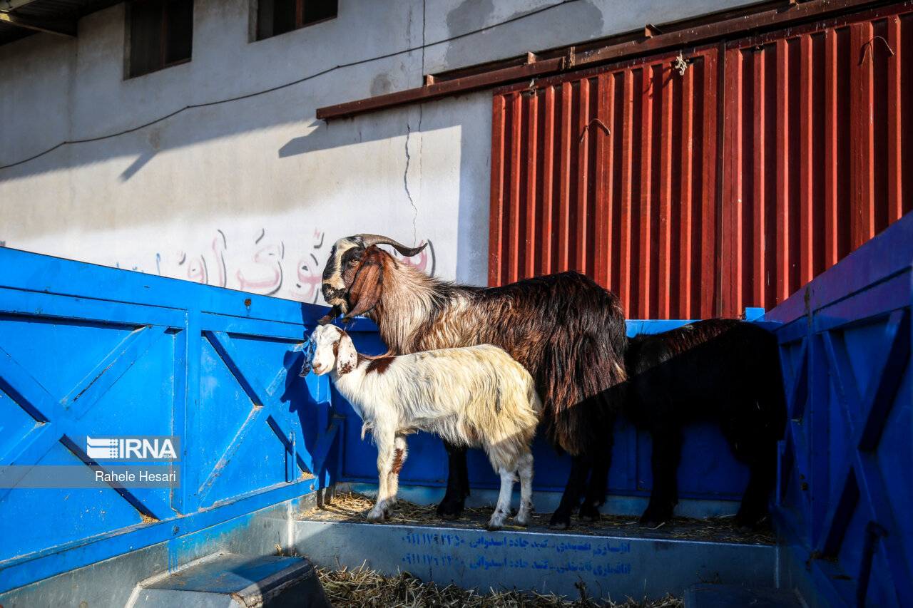 پایان خام‌فروشی گنجینه سفید کرمان؛ «بز کرکی راینی» از چنگ دلالان خارج و برند جهانی می‌شود