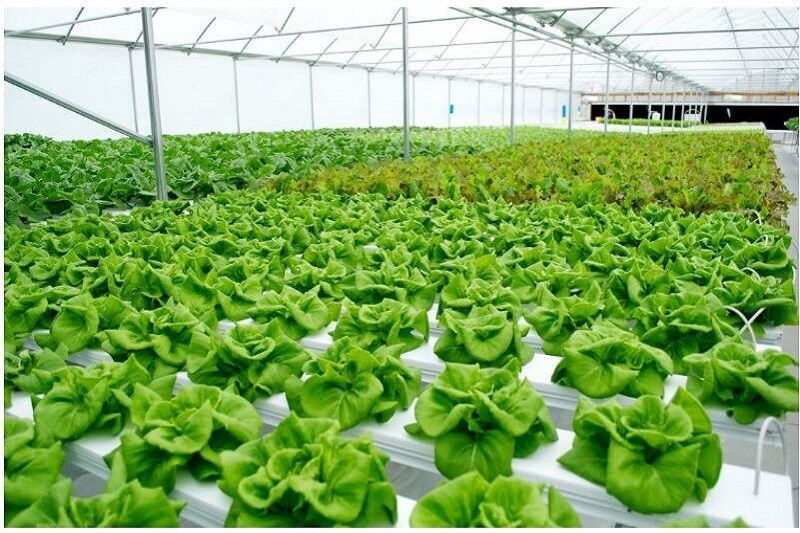 رفسنجان پایلوت ملی کشت هیدروپونیک می‌شود؛ اعتبارات صندوق توسعه ملی در راه است