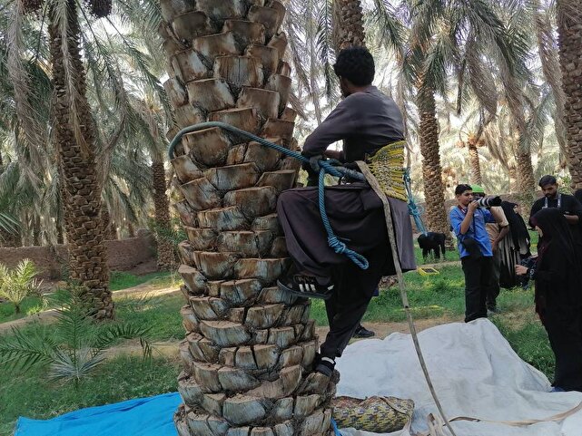 جشن خرما در بم؛ از خرما پزان تا بازارهای جهانی | خبر کرمان