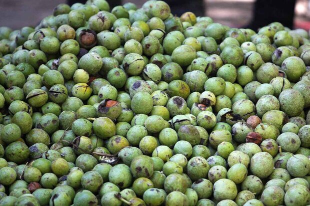 چالش‌های تولید گردو آفت سفره کشاورزان کرمانی | خبر کرمان