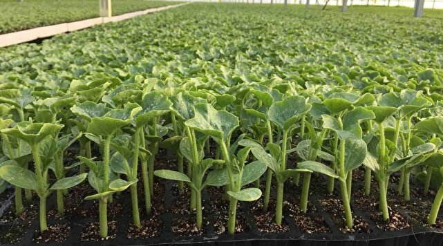 کشت ۱۰۰ میلیون بوته نشاء در جنوب کرمان | خبر کرمان