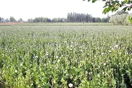 نهایی شد: کشت خشخاش برای تأمین داروهای ضد درد