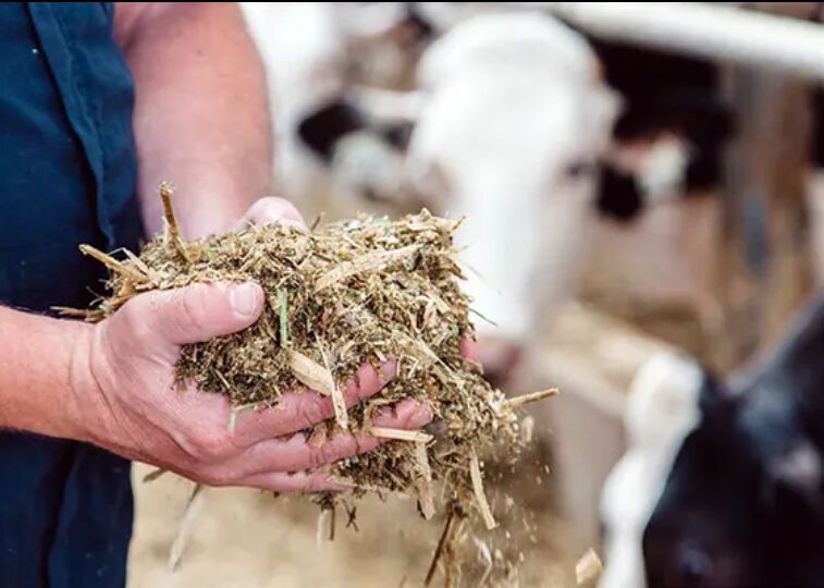 تبدیل ۱۱۱ هزار تن ضایعات نخل به خوراک دام؛ فرصتی طلایی برای دامداران جنوب کرمان