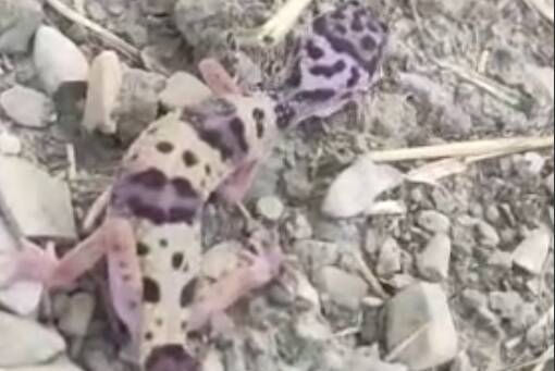 ثبت تصویر گکوی خال پلنگی ترکمنی در خراسان شمالی