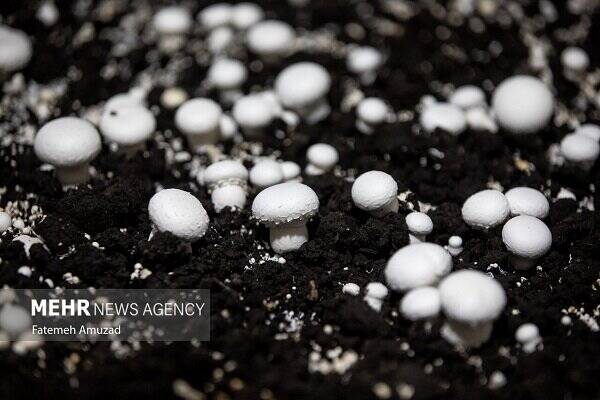 فروش هر کیلو گرم قارچ فله‌ای بیش از ۱۸۵ هزار تومان تخلف است