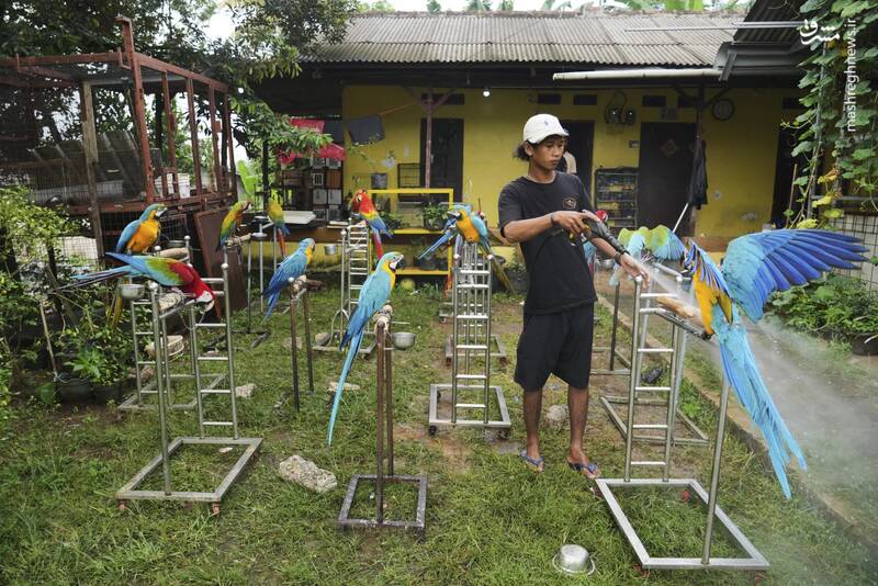 عکس/ از مکانیکی موتور تا مربیگری طوطی