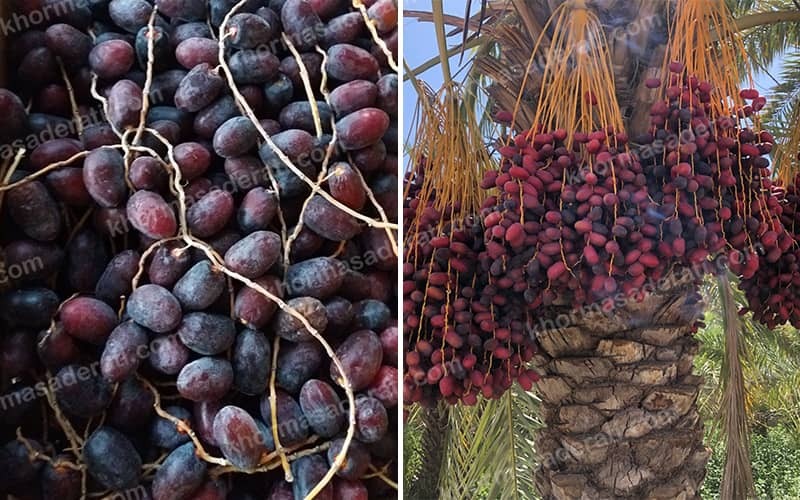 برداشت خرما از نخلستان‌های بم