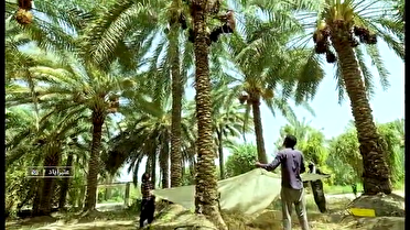 برداشت خرما درعَنبرآباد