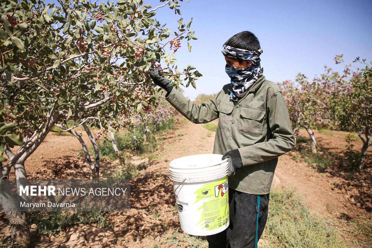 برداشت بیش از هزار تن پسته در جنوب کرمان؛ اسفندقه جیرفت به قطب جدید طلای سبز تبدیل می‌شود