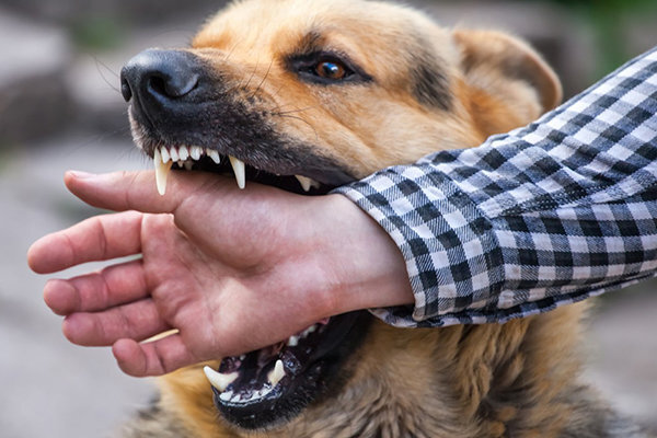 آمار تکان‌دهنده حیوان‌گزیدگی در جنوب کرمان؛ ۲۸۰۰ مورد گزش در ۵ ماه و نقش پررنگ سگ‌های صاحب‌دار
