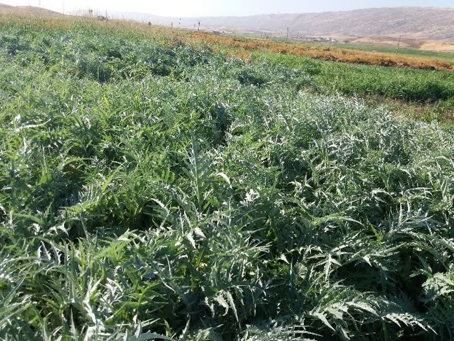 کنگر فرنگی، گنج جدید دشت‌های کرمان؛ راهکار کم‌آب‌بر برای بحران خوراک دام